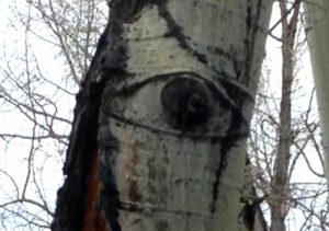 aspen tree